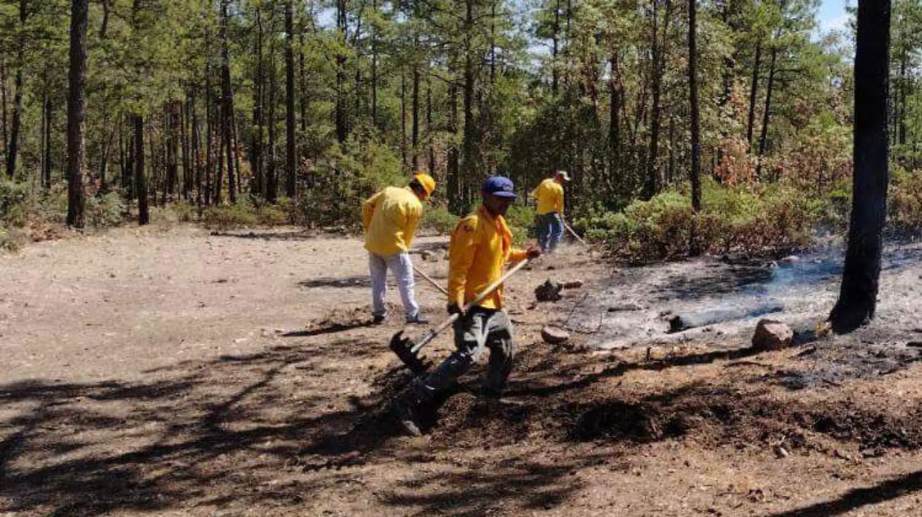 incendio forestal en Madera